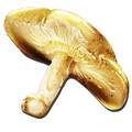 Auric Mushroom